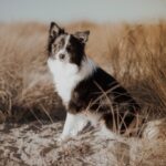 Fotobox & Fotografie Erfurt - Daniela Tapliuc - Fotografie vom Hund - Hundefotoshooting - Familienfotoshooting mit Hund
