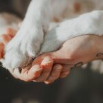Fotobox & Fotografie Erfurt - Daniela Tapliuc - Fotografie vom Hund - Hundefotoshooting - Familienfotoshooting mit Hund