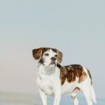 Fotobox & Fotografie Erfurt - Daniela Tapliuc - Fotografie vom Hund - Hundefotoshooting - Familienfotoshooting mit Hund