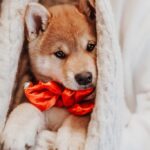Fotobox & Fotografie Erfurt - Daniela Tapliuc - Fotografie vom Hund - Hundefotoshooting - Familienfotoshooting mit Hund