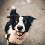 Fotobox & Fotocamper Erfurt - Daniela Tapliuc - Hundefotografie - Shooting mit Hund