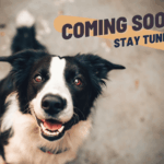 Fotobox & Fotografie Erfurt - Daniela Tapliuc - Fotografie vom Hund - Hundefotoshooting - Familienfotoshooting mit Hund